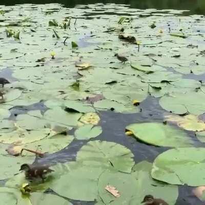 baby duckies on lily pads :)