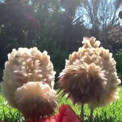 Fluffy chickens