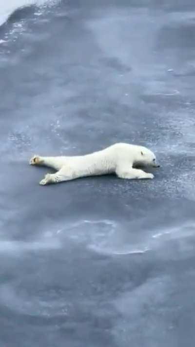 Polar bears spread their arms and legs while crossing thin ice, to avoid breaking the ice