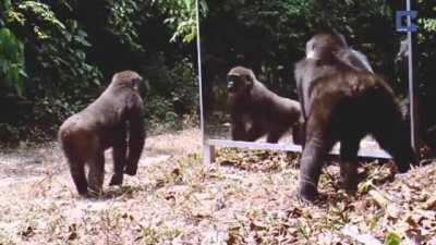 Animals reacting to their reflections in a mirror