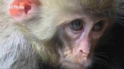 Baby monkey breaks into a goat farm and picks its new mother