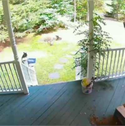 A bear stole an Amazon delivery...