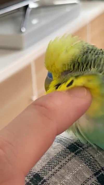 Cheek rubs please, I have new feathers coming in!