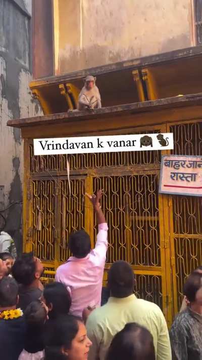 Monkeys in Vrindavan(india) trade frooti juice with stolen items of tourists. When tourists provide normal water bottle they don't give the stolen item back.