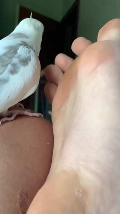 Whenever I wiggle my toes for Bird he begins to laugh and then proceeds to put on a little concert for my foot.