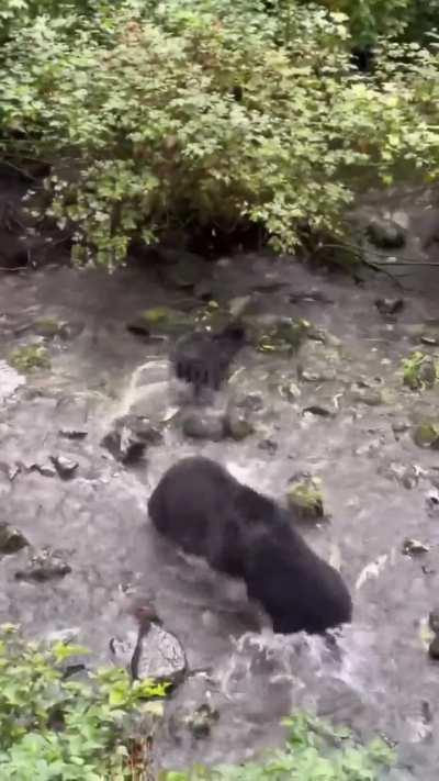 Baby bear mistook another bear for its mum