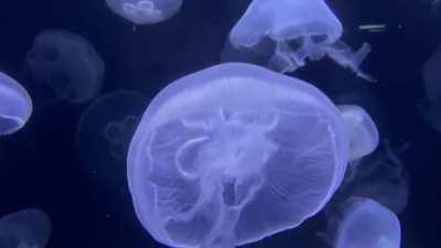 🔥Jellyfish At Birch Aquarium At Scipps