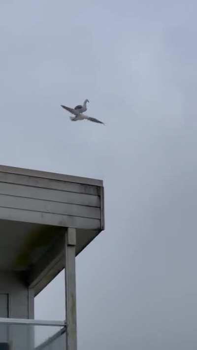 Seagull riding on another Seagull.