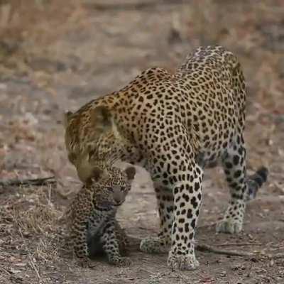 🔥 Leopard and her cub 🔥