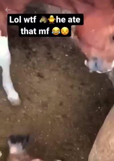 Odd behavior of a horse