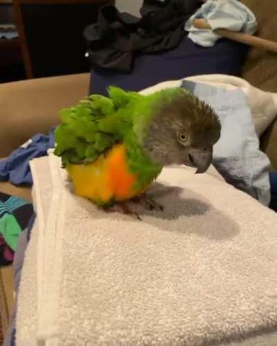 Mango will not let you fold the evil laundry, it's preen time