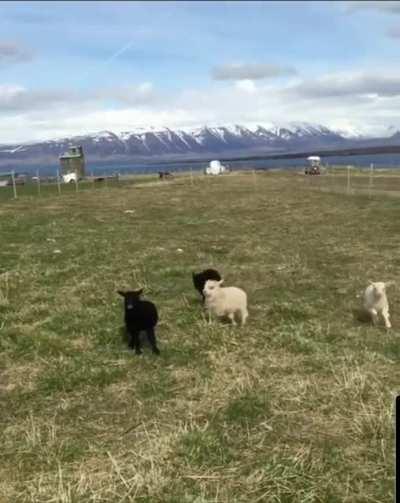 Icelandic lamb zoomies