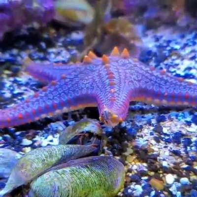 🔥 Starfish Cruising