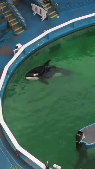 This video was taken above the Miami Seaquarium on May 26th, 2023. Lolita the orca (captured 1970) and Li’i the pacific white-sided dolphin (captured in 1988) can be seen repeating the same swimming and logging patterns.