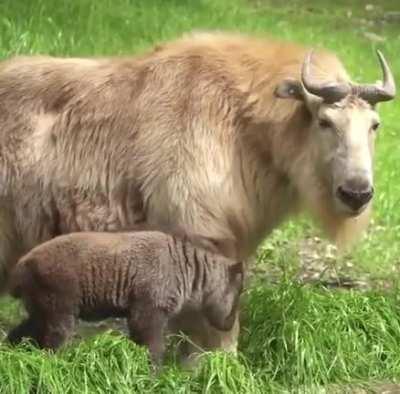 🔥 The endangered Golden Takin