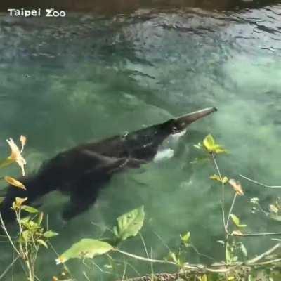 Giant Anteaters can swim, incredibly well actually.