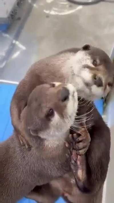 Otter hugs