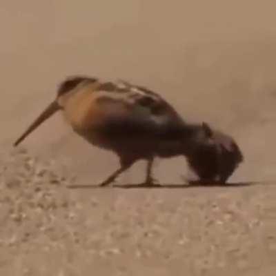 Can you dance like this bird?