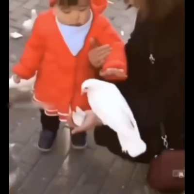 Bird tries to steal food from girl