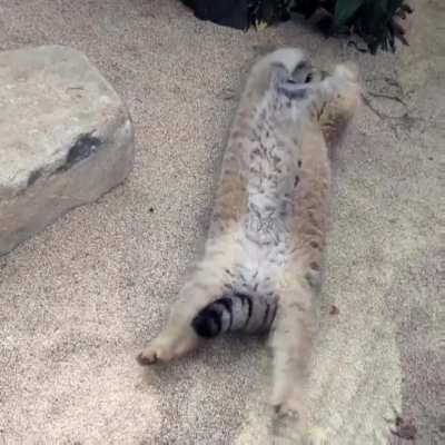 Pallas Cat stretch