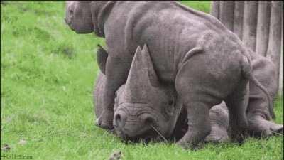 🔥 A baby rhino seeking its mothers attention.