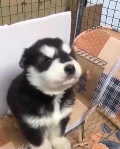 First day of awooo class