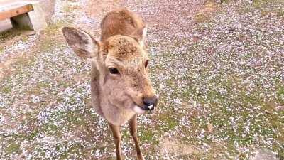 Deer and cherry blossoms in Nara Park, Japan