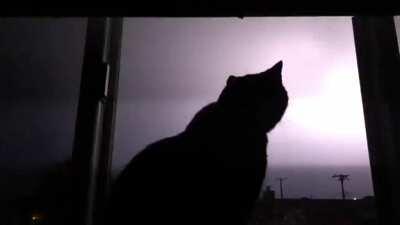 Instead of being under the bed, my cat Koda is enjoying the lightning!