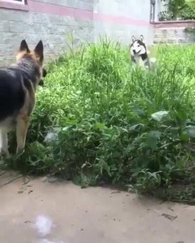 A husky trying to make friends in the most husky way imaginable