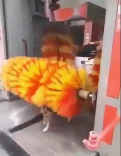 Smart Pup using the carwash to get clean