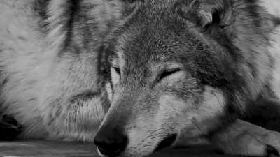 Grey wolf relaxing under a tree