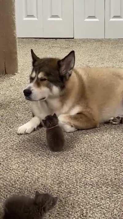 Foster baby doesn’t understand why our old man won’t play with her. She follows him around like he is her mama 🥰