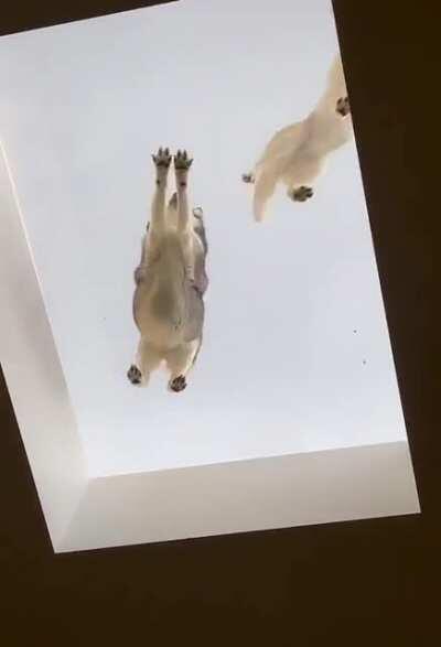 Extremely rare Roof Huskies spotted on the skylight.