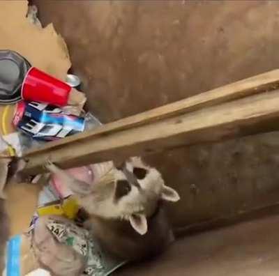 Bro saves entire raccoon family