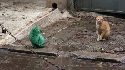 This green cat was spotted in Varna, Bulgaria. Residents found out she liked sleeping in powdered green paint at a local garage