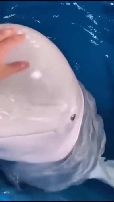 The way this beluga’s head flub squishes