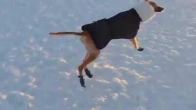 This dog is so happy to have a new coat and booties