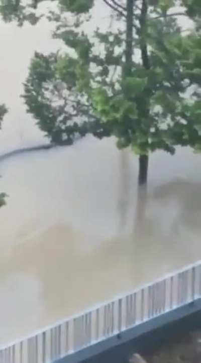 Snake behind a flooded apartment complex.