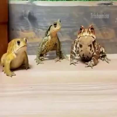 Literally for minutes of frog