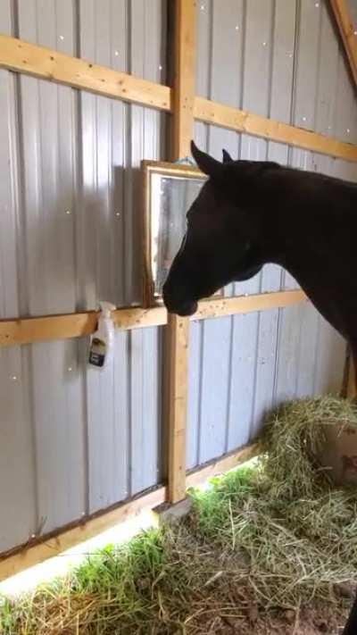 Horse discovers mirror for the first time