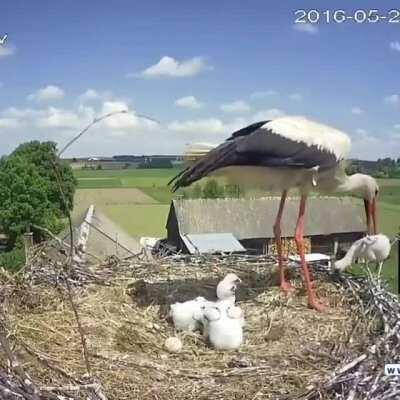 Stork mother throwing one of her chicks out of the nest to enhance the survival probability of her other chicks