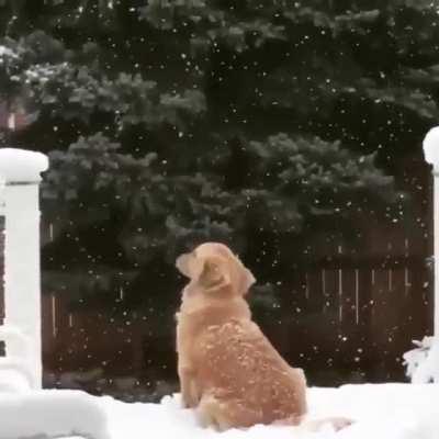 Good boy embracing the snow