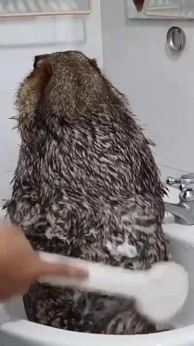 Bath time for marmots