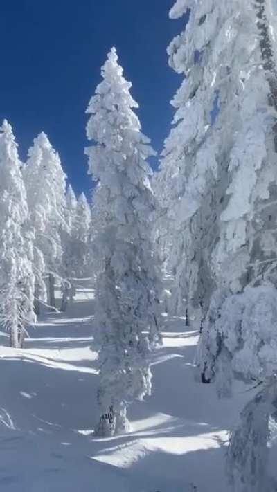 view from north lake. snow clad forest