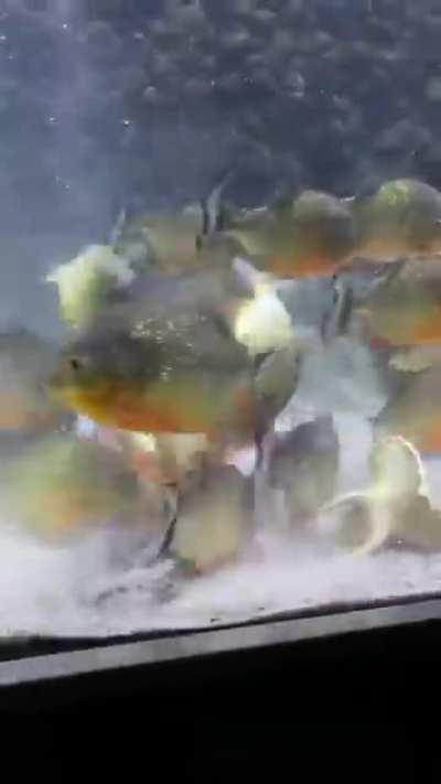 Piranhas devour a whole chicken