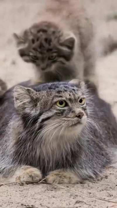 Manul and mini manuls