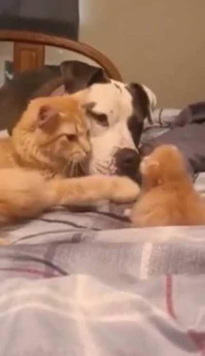 Mommy cat introduces her 1 week old kitten to her dog friend