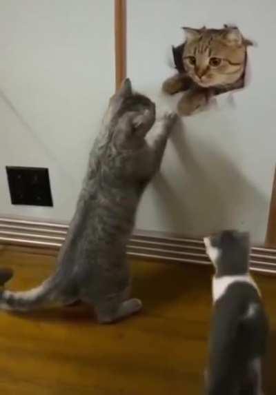 Cat thinks painting is real