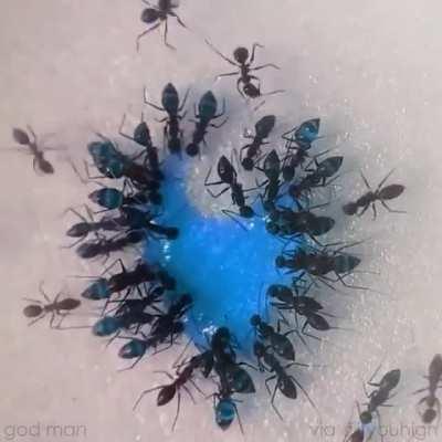 Ants consuming juice