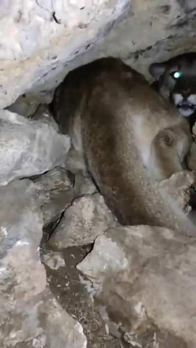 Finding a mountain lion in a cave